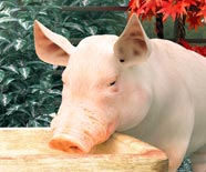 3d pig artwork.